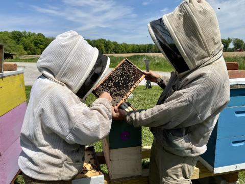  Liz and Kevin Jones inspect a hive on their property in Batavia. They own HappBee Acres and teach beginning beekeepers.