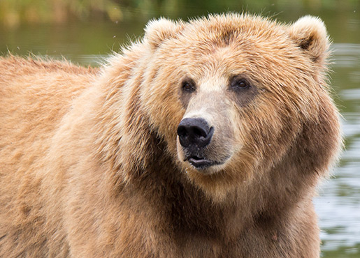 Beadnose the Bear