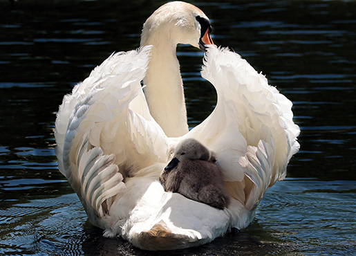 Ugly Duckling