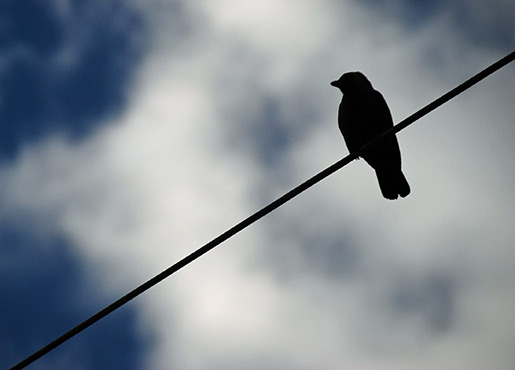 A Blackbird on a Telephone Wire