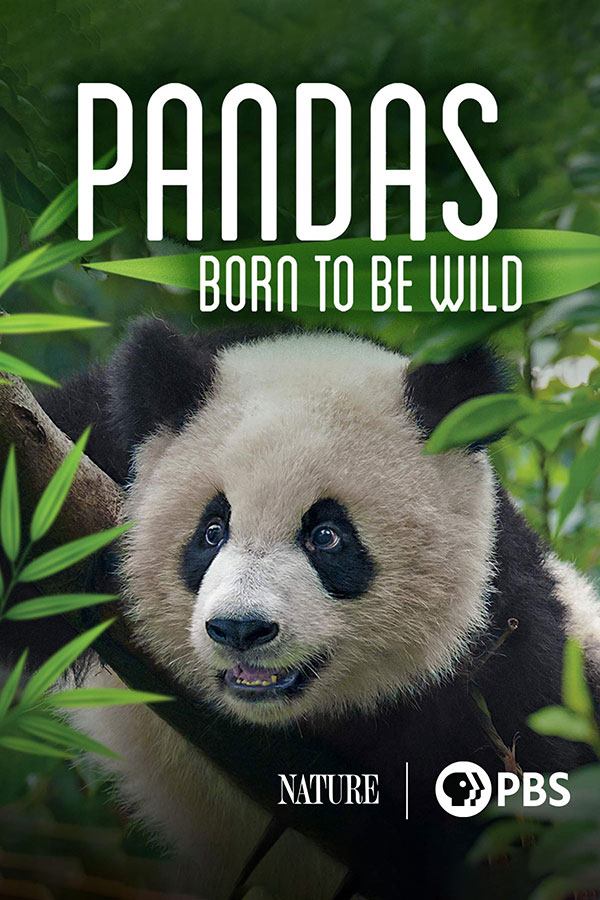 Nature Pandas Born to be Wild 600x900