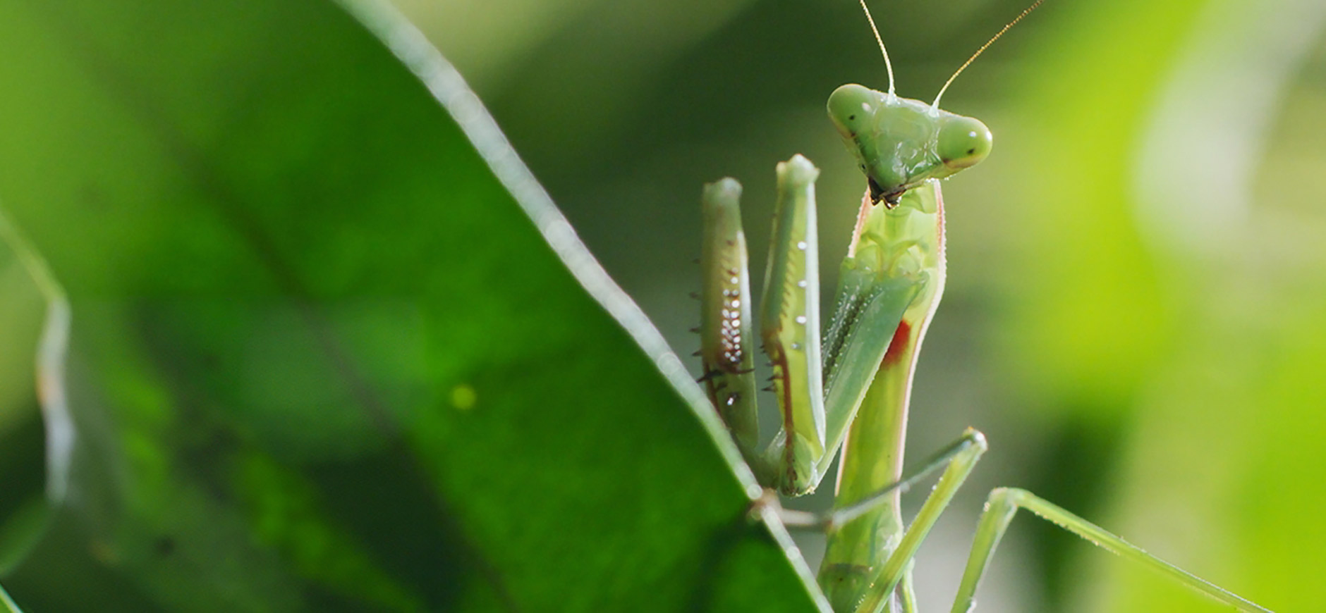 Bugs That Rule the World 1880x870