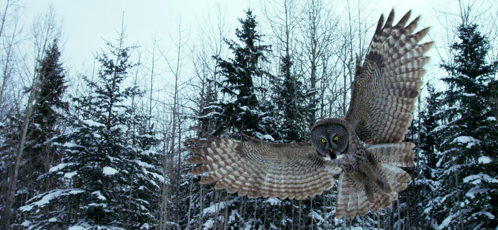 Nature Canada Surviving the Wild North 1880x870