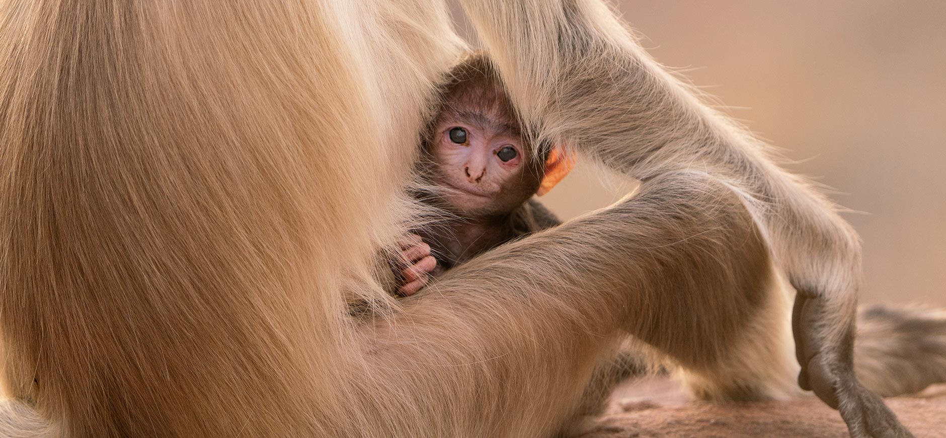 Nature Parenthood 1880x870