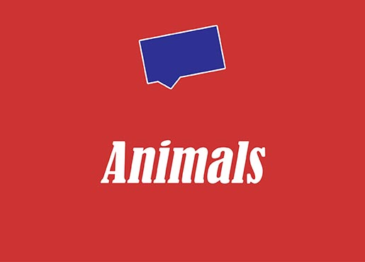 Animals