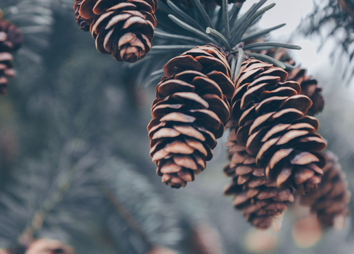 Pinecones 