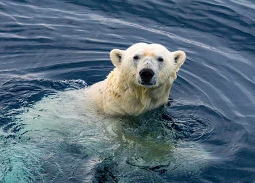 Polar Bear in water 