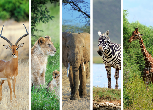 picture of a lion, antelope, zebra, giraffe, and elephant.