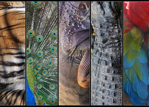 5 close-ups of different animals 