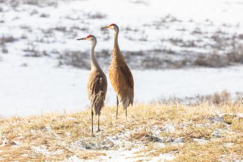  Sandhill cranes, which were once wiped out of Ohio, have recently made a comeback here. Last year, more than 300 cranes were counted across the state.