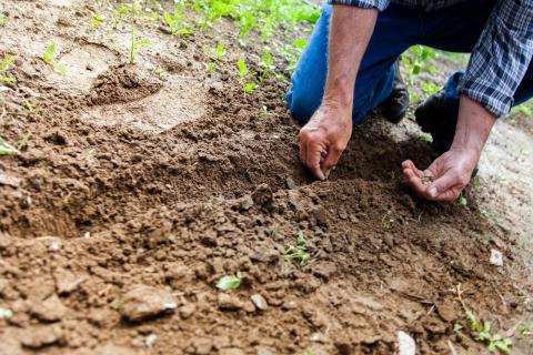 Farmers increase the amount of carbon stored in the soil through practices like no-till planting and by using cover crops.