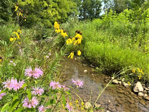 The Strait Creek restoration site was once farm land, but has since been restored to wetlands. Ecologists who work on the project say one wetland on the site will no longer have federal protections. 