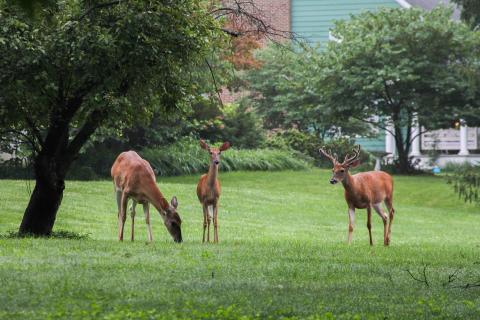  Whitetail deer are thriving in Ohio communities — especially in the suburbs — and government agencies and local officials are struggling to find a solution that keep all citizens happy.