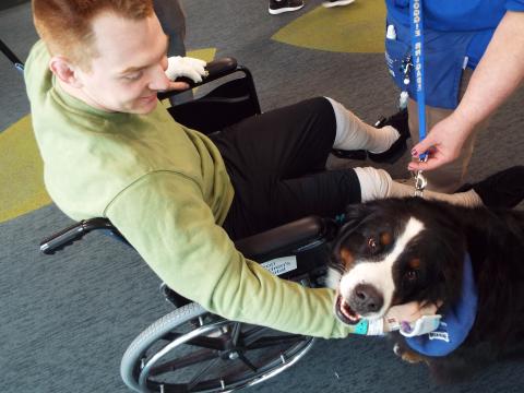 Therapy dog Katarina greets patients throughout Akron's Children's Hospital. Research suggests work like hers can provide clinically significant pain relief.