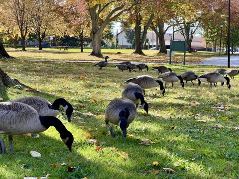  A flock of geese bow their heads in the grass in search of food at Garfield Park.A flock of geese bow their heads in the grass in search of food at Garfield Park.