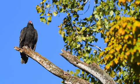  A buzzard perches in Hinckley.