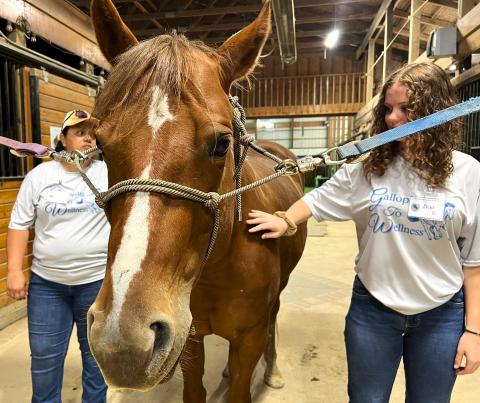 Two women groom a horse at Stockhands Horses for Healing. The horses are part of an equine therapy program there, helping everyone from kids with autism to veterans with PTSD.