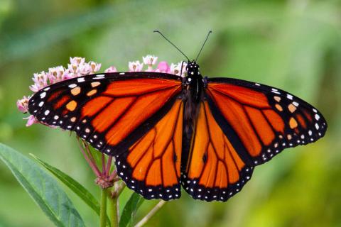 A monarch butterfly sits on milkweed. Ohio may change its seed sharing law to help promote the growth of the monarch butterfly's habitat.