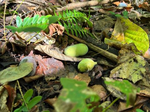 Pawpaws, Ohio's largest native fruit, are in season from the end of August through early October.
