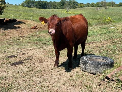 Ohio experienced historic drought this year, forcing some farmers to haul gallons of water to keep their crops and animals alive.