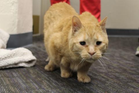 Pumpkin is a 13-year-old cat rescued by the staff of the Athens County Board of Elections, where he now has a permanent home.