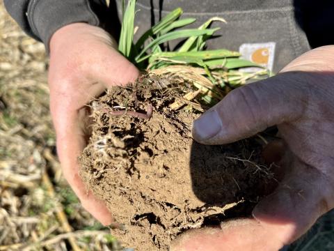 A worm rests in a clump of soil in Nathan Brown's hand on his farm in Hillsboro. It's a sign of good soil health.