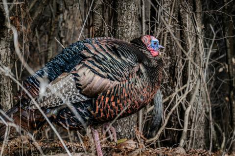 Wild turkeys are thriving in Ohio, but a century ago, early settlers pushed them out of the state completely.