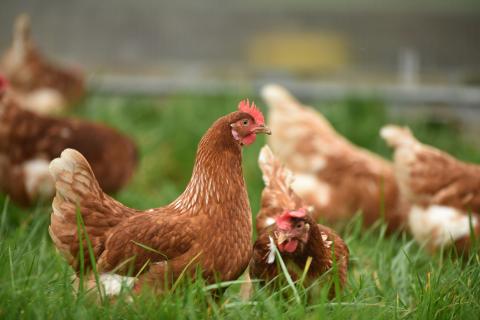 Poultry operations across the state are taking precautions to prevent the spread of the deadly bird flu.