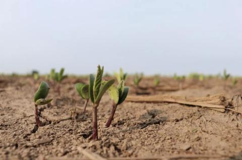 Recently-sprouted soybeans on a farm in Central Ohio.