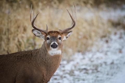 Chronic Wasting Disease infected more than 20 deer in Ohio this past hunting season.