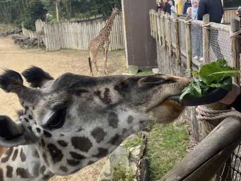 One of the Cincinnati Zoo's giraffes takes a bite of hydroponically-grown lettuce.
