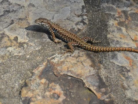 A Lazarus lizard sits on a stone in a Cincinnati backyard.