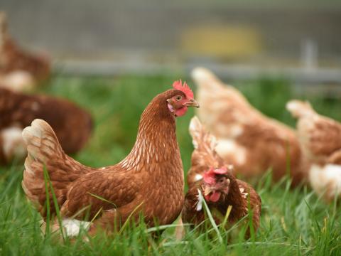 Lorain and Mansfield city leaders have recently mulled ordinances to allow residents to own chickens on residential lots, joining other Ohio cities.