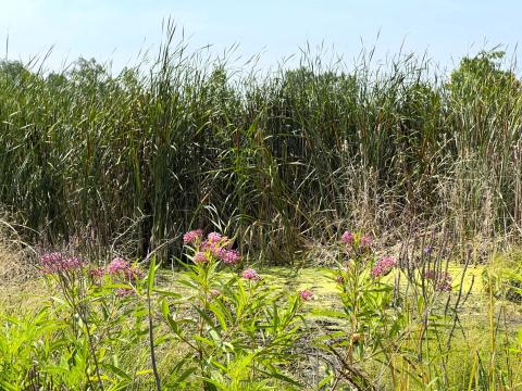 The Black Swamp Conservancy has restored more than a dozen wetlands across northwest Ohio, including this one in Paulding County. It's part of a larger effort to reduce nutrient runoff and prevent harmful algal blooms in Lake Erie.