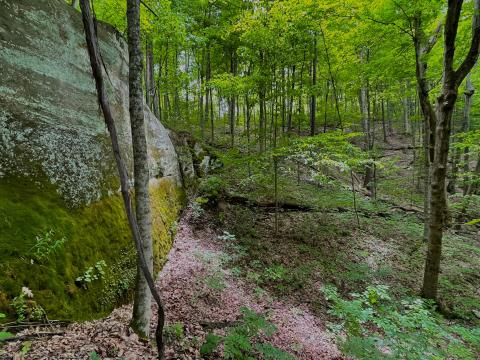 The Joy Valley Nature Preserve features nearly 3,000 acres of woodlands, cliffs, mature trees and ponds in the Appalachian foothills.
