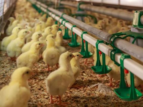 Producers in the state destroyed more than 15 million birds in the latest outbreak.