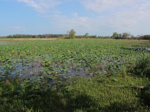 Northwest Ohioans are restoring some farmland back to the swamp it once was.