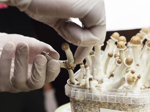 More research is showing the potential therapeutic benefits of psilocybin. OSU is launching a program to help first responders treat the adverse effects.