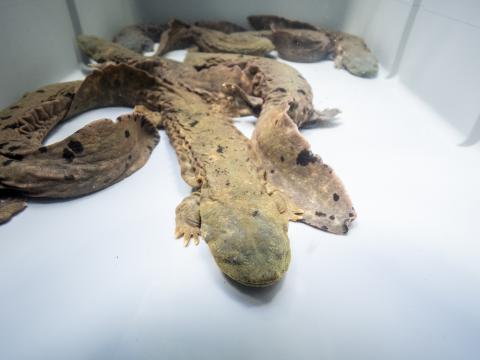 Eastern hellbenders are endangered in Ohio. A statewide initiative is striving to help them recover.