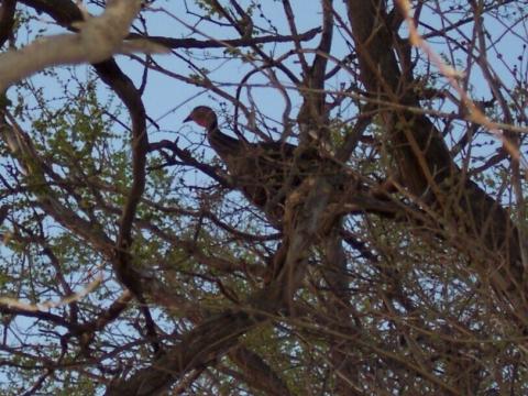 Despite being the butt of a Cincinnati sitcom's joke, bird experts say the heavy-bodied birds can fly.