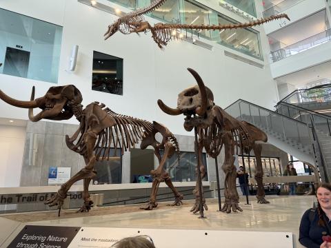 Mastodon skeletons stand on display at the University of Michigan in Ann Arbor. The Museum of Fulton County will now have a bone of the prehistoric mammal.