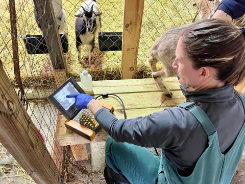 Amanda Wagner, a veterinarian in rural Ohio, performs an ultrasound on a goat in Allen County.
