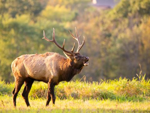 A male elk bugling before sunset in Pennsylvania.