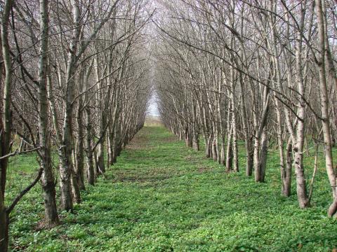 Researchers say a small grove at Dawes Arboretum is ripe with potential for genetic biodiversity. It could soon be uprooted.