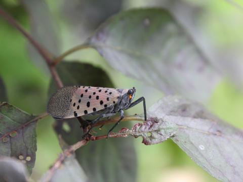 The spotted lanternfly wreaks havoc on fruit trees and other crops.