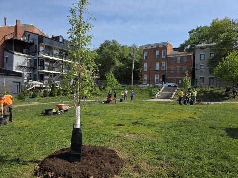 This tree was planted with biochar at an Arbor Day event in the Cincinnati neighborhood of Over-the-Rhine. Biochar is an ingredient made by burning wood at high temperatures with little oxygen, and it can help plants grow faster.
