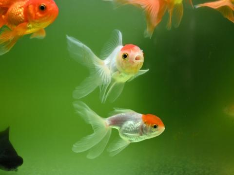 Goldfish have the potential to disrupt entire lake ecosystems.