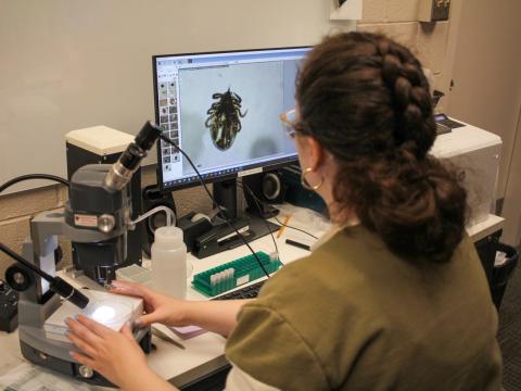 Lab analyst Diana Wendelin identifies a tick for Buckeye Tick Test at Ohio State University's Goss Laboratory on Thursday, May 21, 2026.