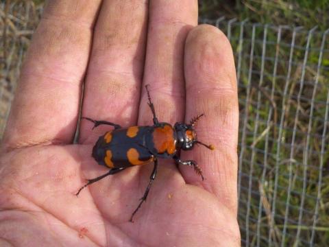 American burying beetles can bury small, dead animals like rats and quails in less than 24 hours.