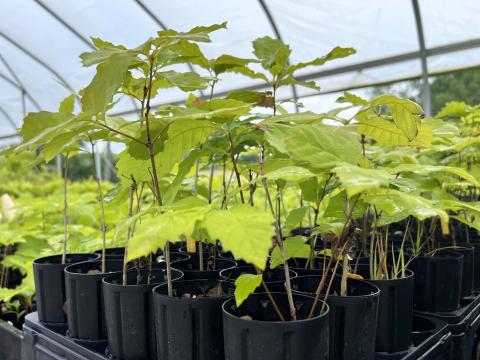 The Buckeye State Tree Nursery has planted around 600,000 seeds since it opened in 2024. Now, it's distributing the first of its seedlings to conservation sites around the state.
